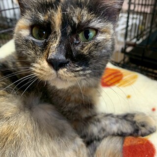 人が大好き！すぐ寄ってくる甘えん坊サビ猫♀