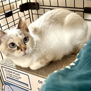 おとなしいシャムミックス☆ピルクル♀