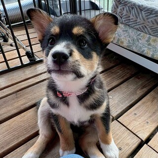 元気いっぱい【トリュフちゃん】