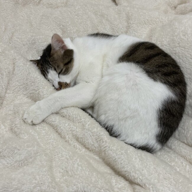 Mauloa_Aのカバー写真