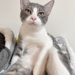 【3/29東日本橋】グレーの♡リリカラくん