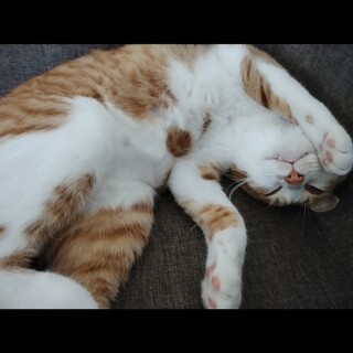 雑種、オス、3〜4歳