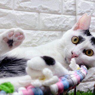 【1/25東日本橋】ごはん大好き♡はらぺこ侍くん