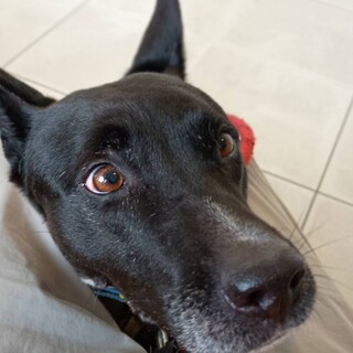 ふみかちゃんの家族募集(毎月日曜譲渡会参加中)