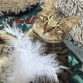 兄弟で遺棄されました。とても慣れてます。