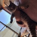 キジトラ子猫　くる助
