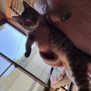 キジトラ子猫　くる助