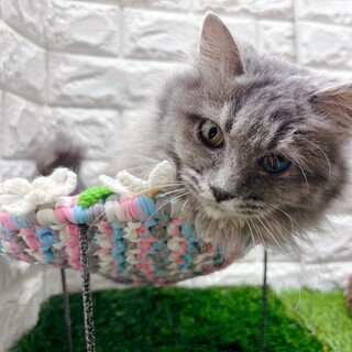 【3/1東日本橋】甘えたいな♡月猫麗香ちゃん