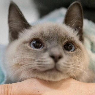 綺羅星♡家族ができました