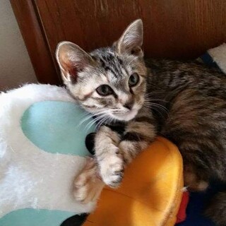 雑種10歳の雌、人懐っこい性格で甘え上手