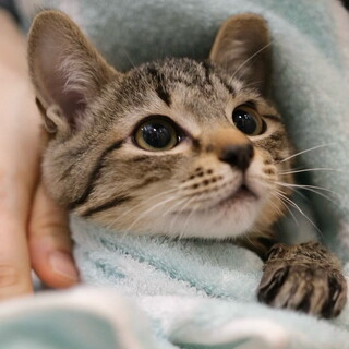 【星月夜：ほしづきよ】すぐにゴロゴロ・兄弟仲良し