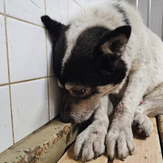 殺処分対象❗️収容期限1/28迄❗️延長なし
