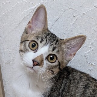 ケージから真っ先に飛び出す賑やかな子