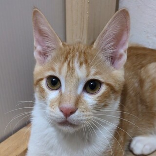 胸の出っ張りは個性！眉毛柄のイケメンくん