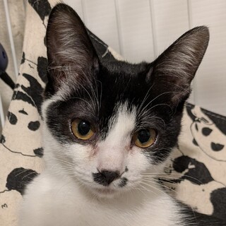 遊んでアピールがかわいすぎるお転婆さん