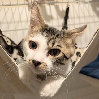 おんぶも抱っこも大好きな人懐っこい子