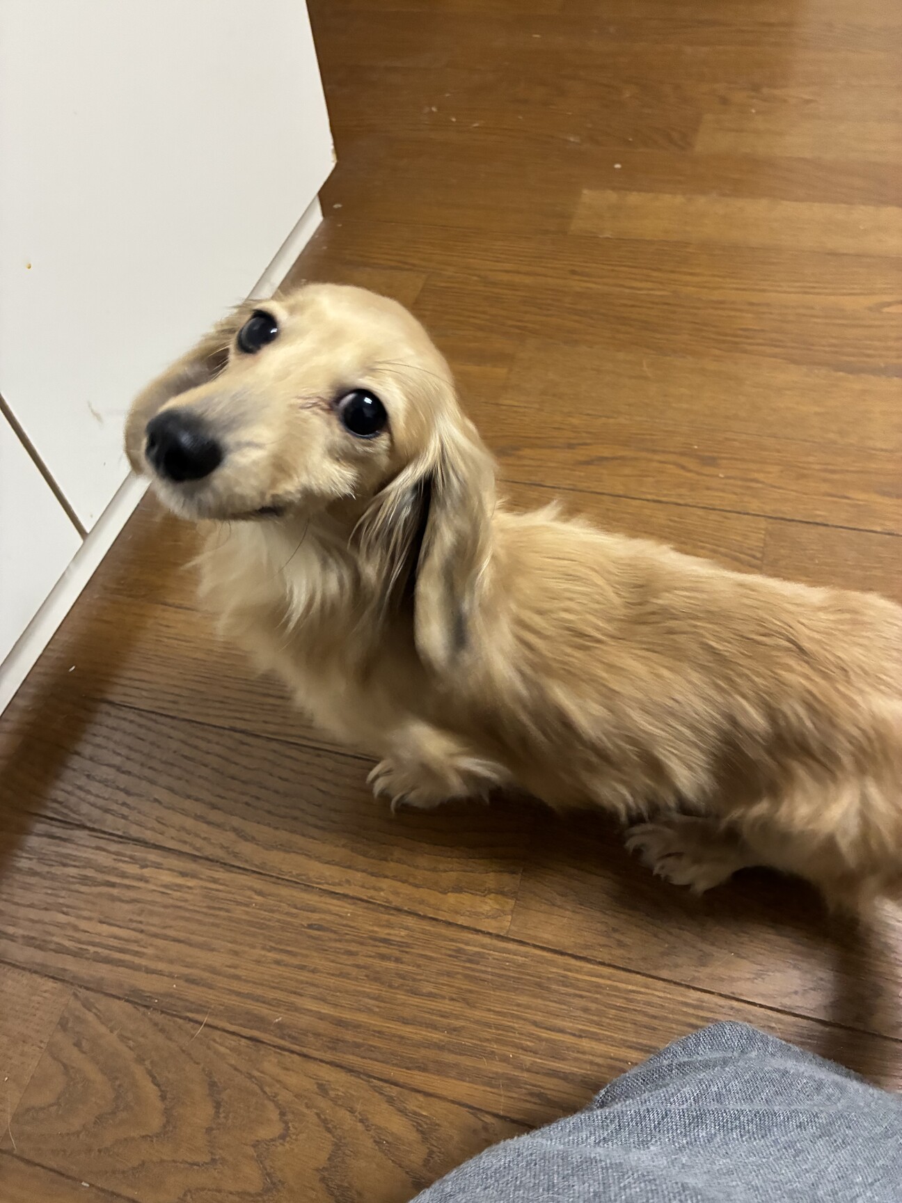 ミニチュアダックスフンド 」長野県 - 犬の里親募集(534724) :: ペット