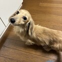 ミニチュアダックスフンド　