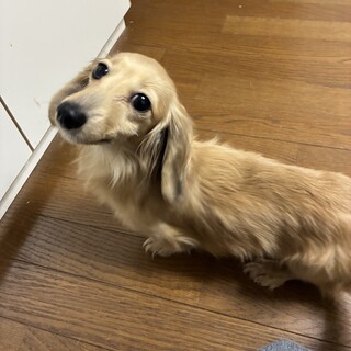 ミニチュアダックスフンド 」長野県 - 犬の里親募集(534724) :: ペット