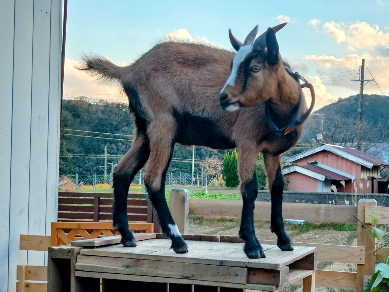 ヤドリギ 親木付き 朱色！ ヤドリギ 枝・実付き ヤドリギ／やどりぎ