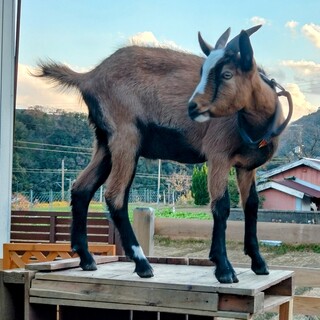ヤギ(トカラ)里親募集
