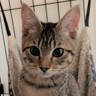 愛らしさ満点、幸運のカギ尻尾ちゃん