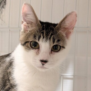 聡明さが顔つきに表れたイケニャンくん