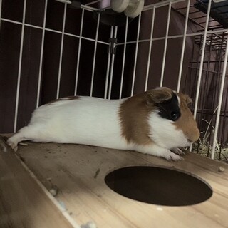 モルモット家族募集！