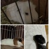 モルモット家族募集！ サムネイル2
