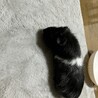 モルモット家族募集！ サムネイル3