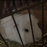 モルモット家族募集！ サムネイル4