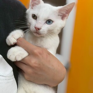 オッドアイが特徴の天才丸くん！