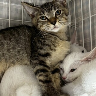 少しビビりなところもかわいいできすぎ丸！