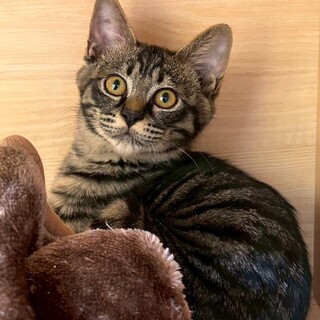 元気いっぱい甘えん坊なやわらくん♡