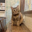 もちごめ