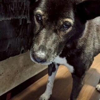 テラ(旧ペン)ちゃん