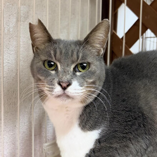 ナデナデ好きで穏やかな葉月ちゃん