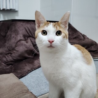 甘えん坊の白茶　生後７か月　オス