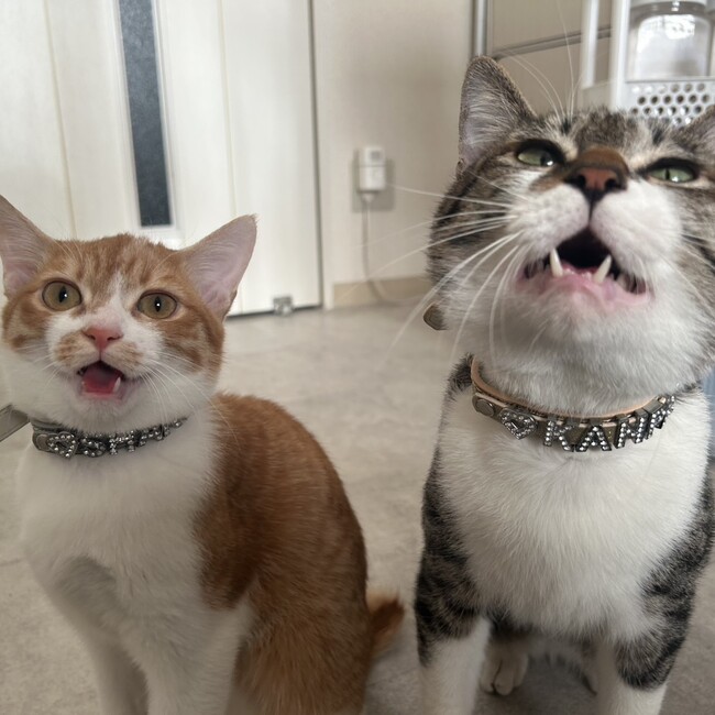 あーる2026のカバー写真