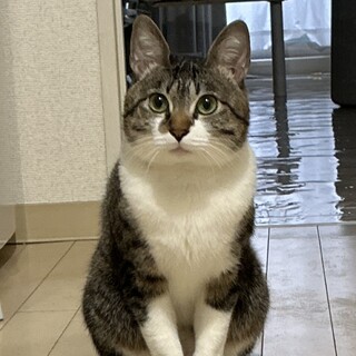 【2匹一緒/用品一式譲渡】超甘えん坊なキジ白