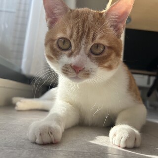 【2匹一緒/用品一式譲渡】穏やかで甘えん坊な茶トラ