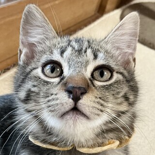 生後3ヶ月アメショ柄、半長毛のつくねです♡