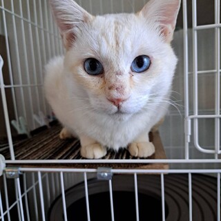 ベタ慣れスリゴロの男の子推定3歳！与論島から保護