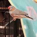 【札幌市】キンカチョウの里親になってくださる方