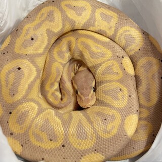 3歳オスのボールパイソンの里親募集