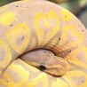 3歳オスのボールパイソンの里親募集 サムネイル2
