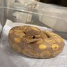 3歳オスのボールパイソンの里親募集 サムネイル5