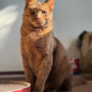 チョコレート色が素敵！北アルプスの貴公子風