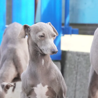 イタグレ　シーシー