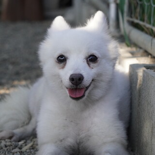 日本スピッツ　ニコ